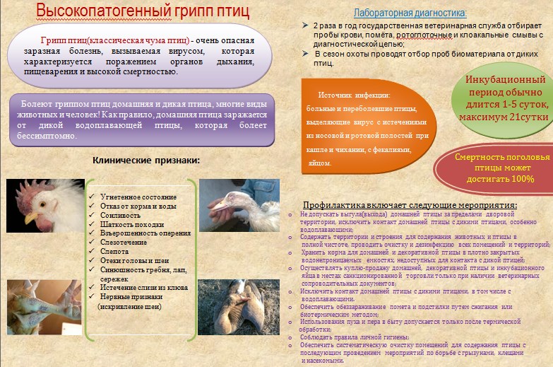 План профилактики гриппа птиц